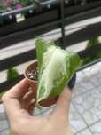 epipremnum happy leaf