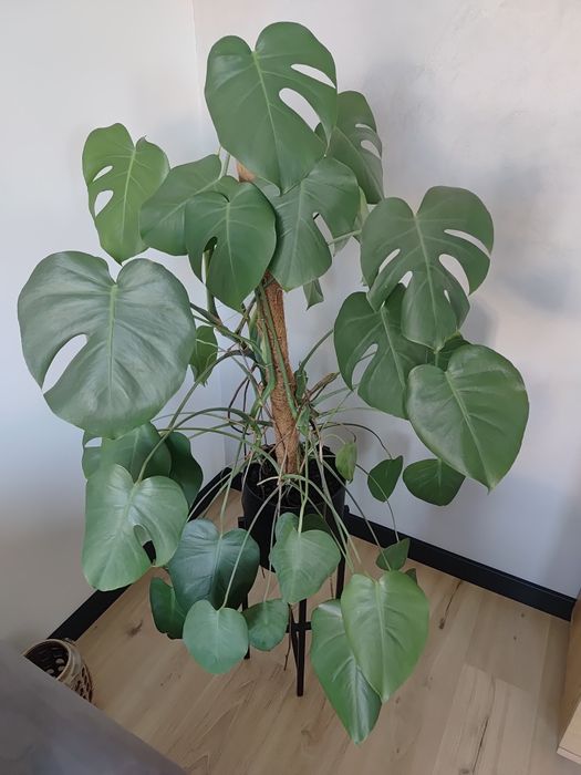 Monstera kwiat 100cm