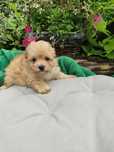 Maltipoo malusieńki Warszawa pudel toy maltańczyk