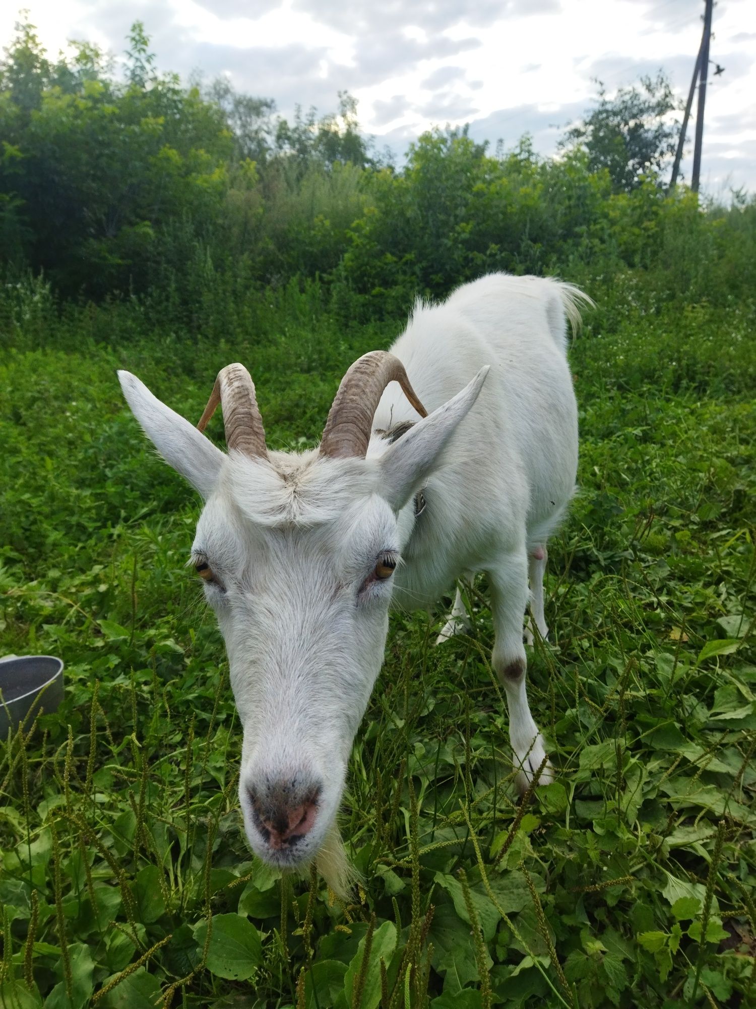 СРОЧНО!!! Продам козу (3 года)