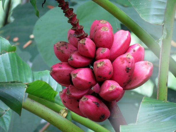 3 sementes de Banana Rosa - musa velutina