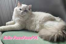 Ragdoll FPL/FIFE