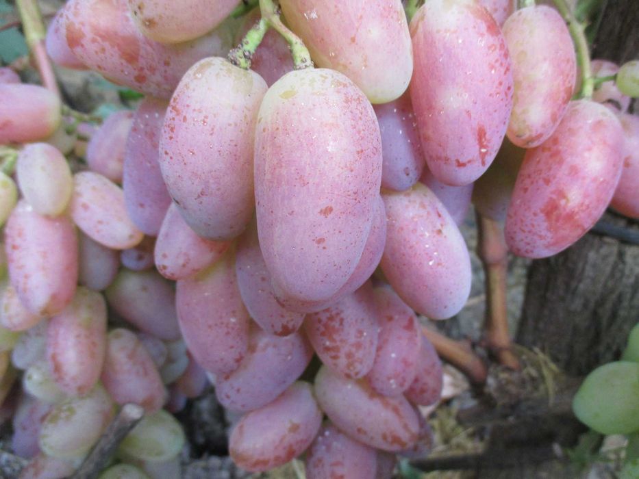 Черенки и саженцы  винограда