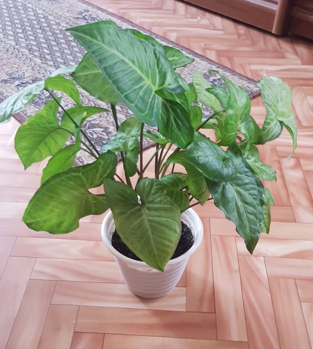 Сингониум с горшком