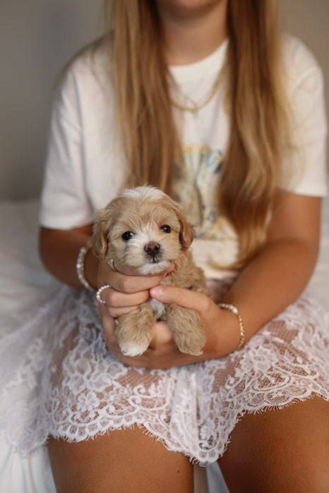 Міні мальтіпу хлопчик ф1, мальтипу мальчик мини, maltipoo male mini f1