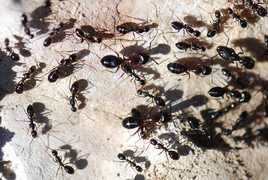 Муравьи Camponotus sylvaticus – купить с муравьиной фермой