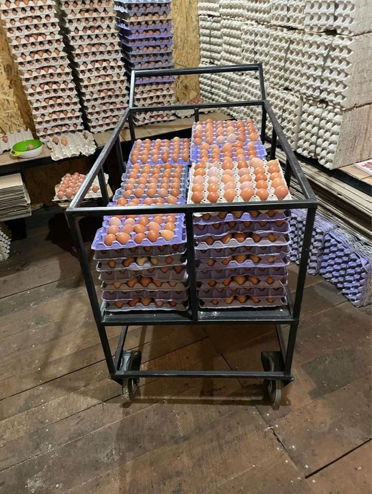 Курячі яйці продам опт