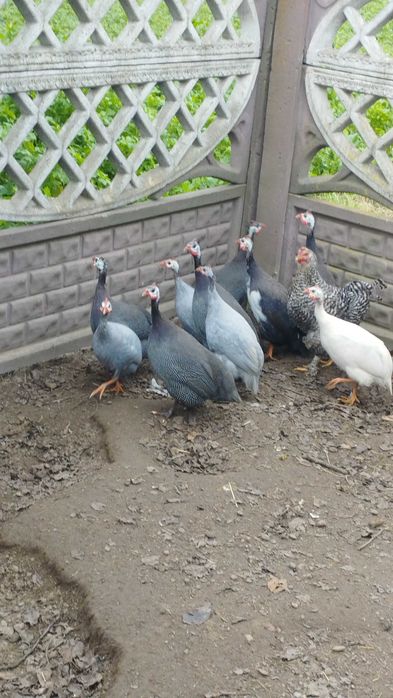 Młode perliki zmienią dom