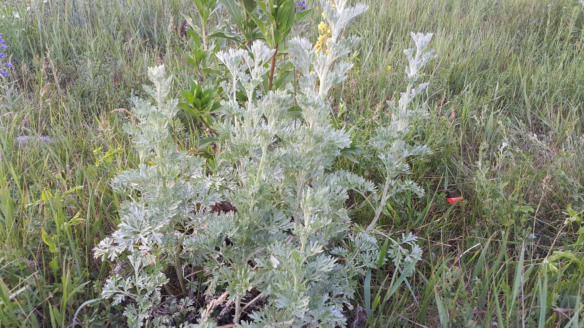 Sadzonki Bylica Piołun Artemisia absinthium sadzonka 10 sztuk
