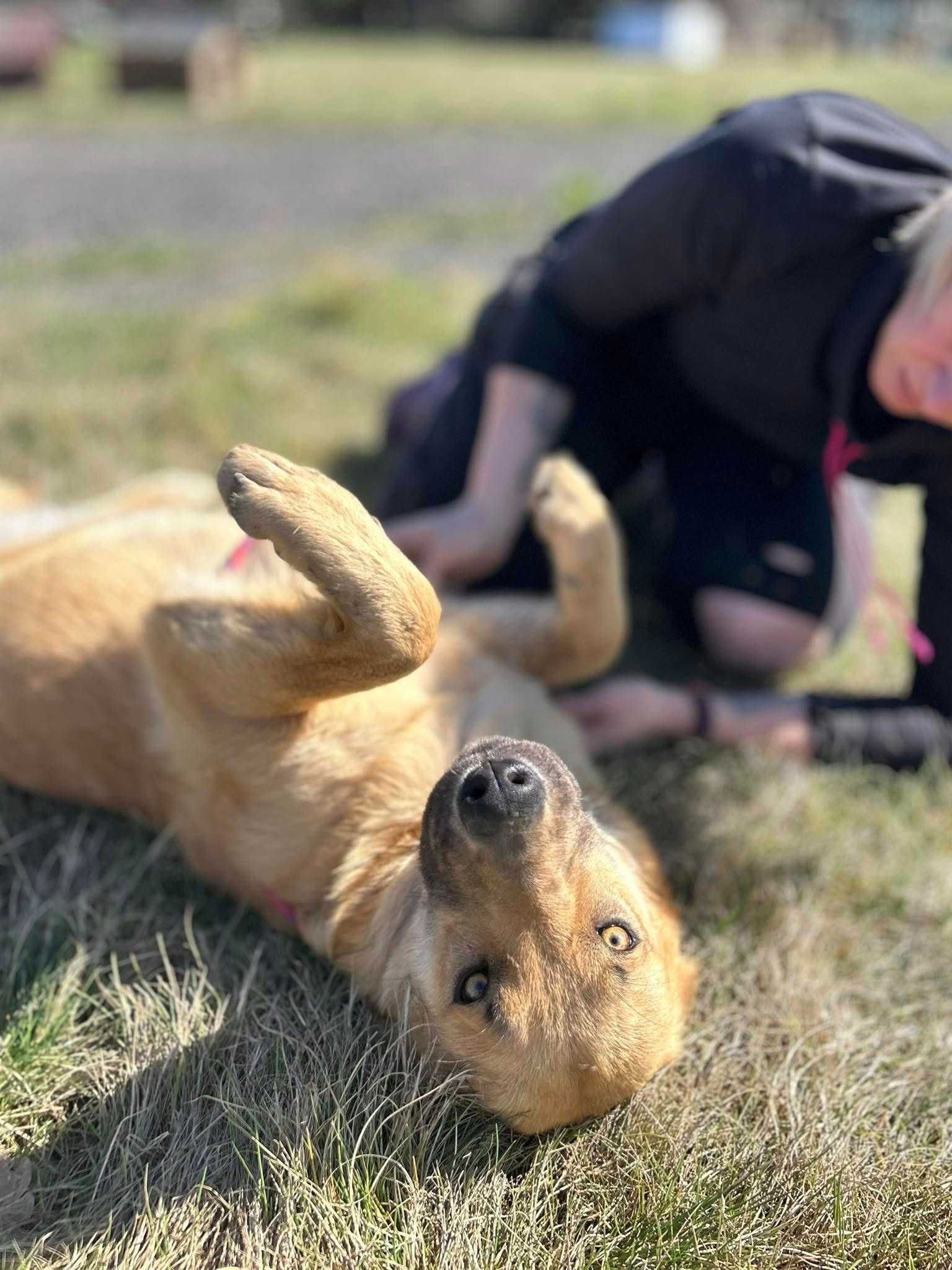 Roxi poleca się do adopcji