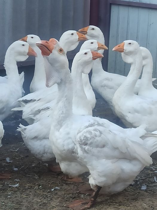 Продам гуси породи Холмогор