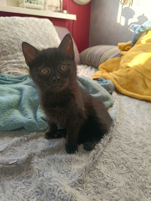 Margolcia czarne szczęście