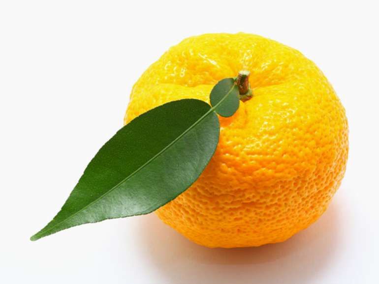 Planta citrino Yuzu - Altissima Rentabilidade para Produtores