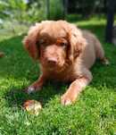 Nova Scotia Duck Tolling Retriever - suczka  ZKwP / FCI
