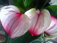 Antúrio branco, chocolate, lilás, rosa e vermelho PLANTA DE INTERIOR