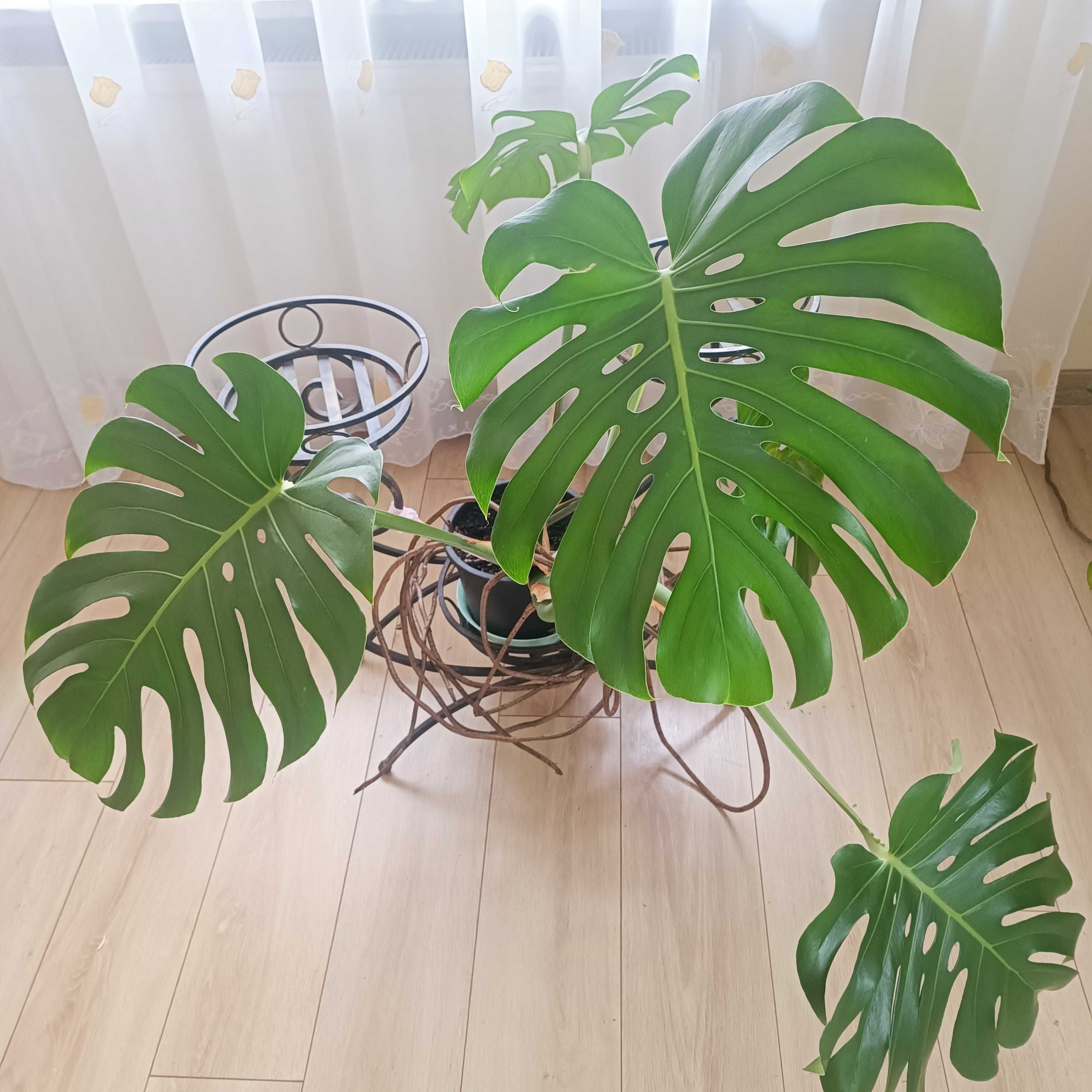 Monstera wielkolistna z pięknego matecznika.