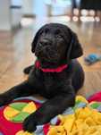 Czarny piesek labrador retriever ZKwP FCI