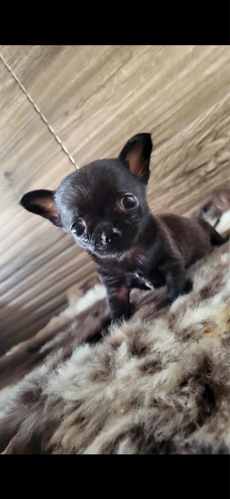 chihuahua piesek