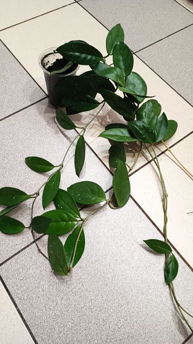 Хойя, хоя, восковой плющ