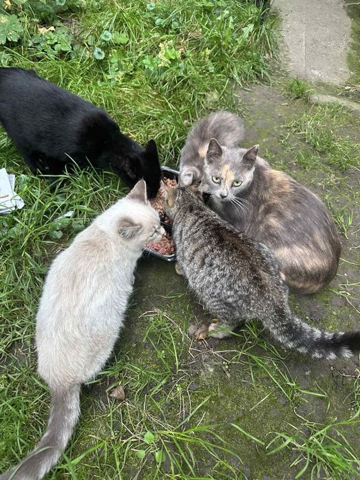 Кошенята , котики