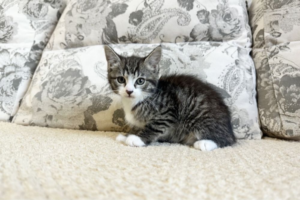 Классная детка Европейская