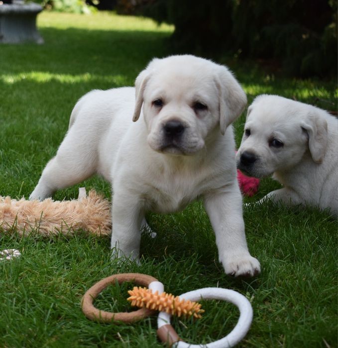 Labrador retriever biszkoptowa suczka szczeniak
