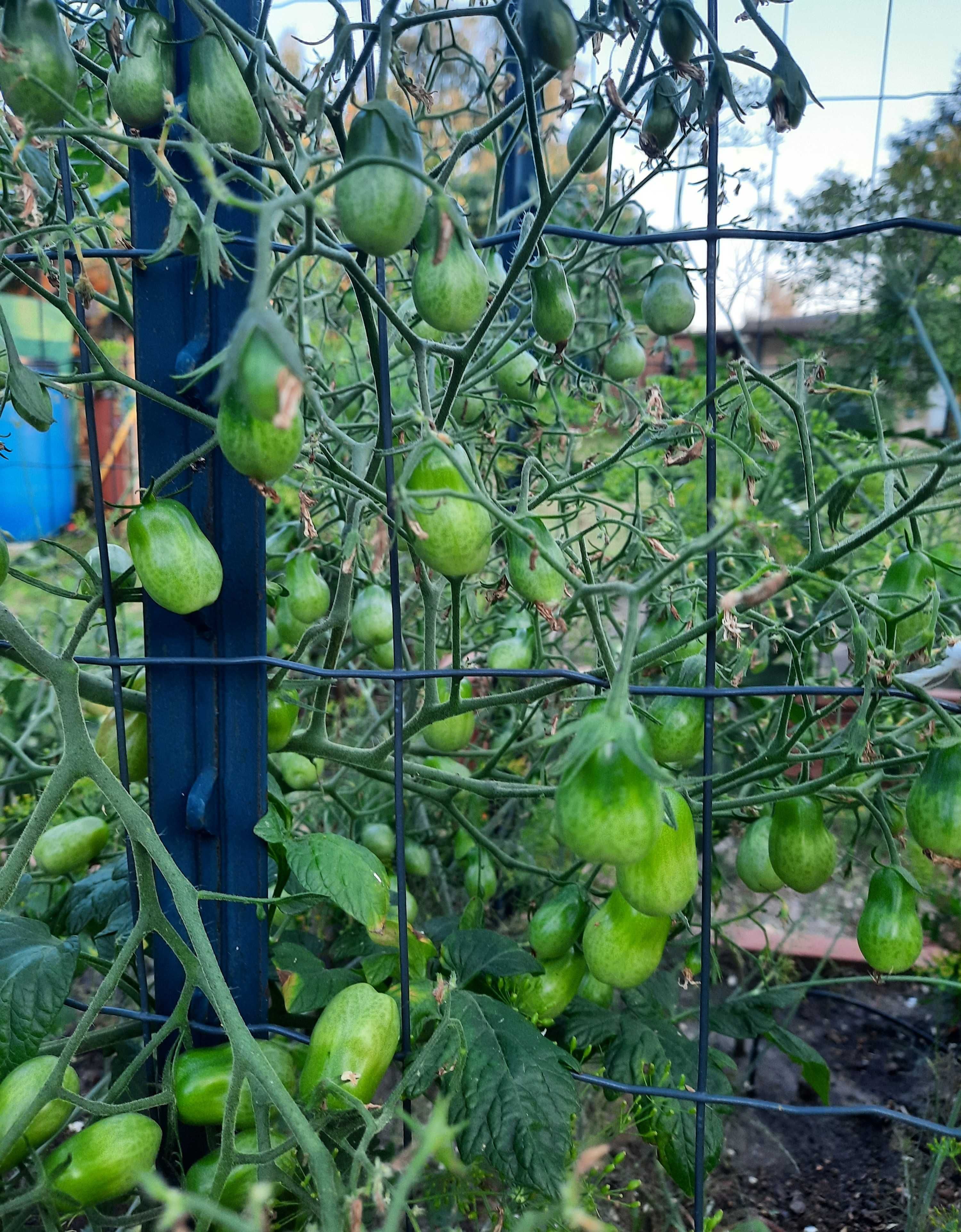 pomidor Megagroniasty Czerwony nasiona kolekcjonerskie