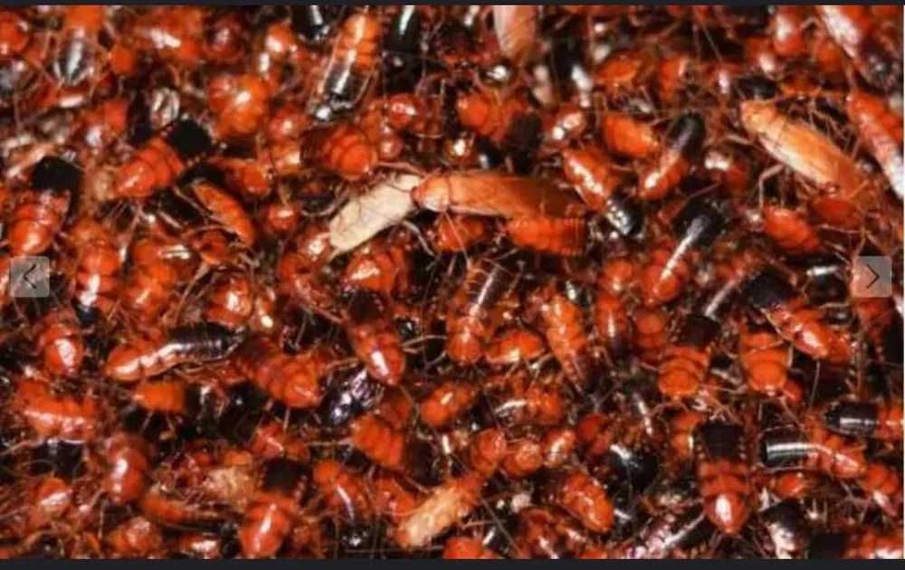 Karaczan turecki 200 sztuk