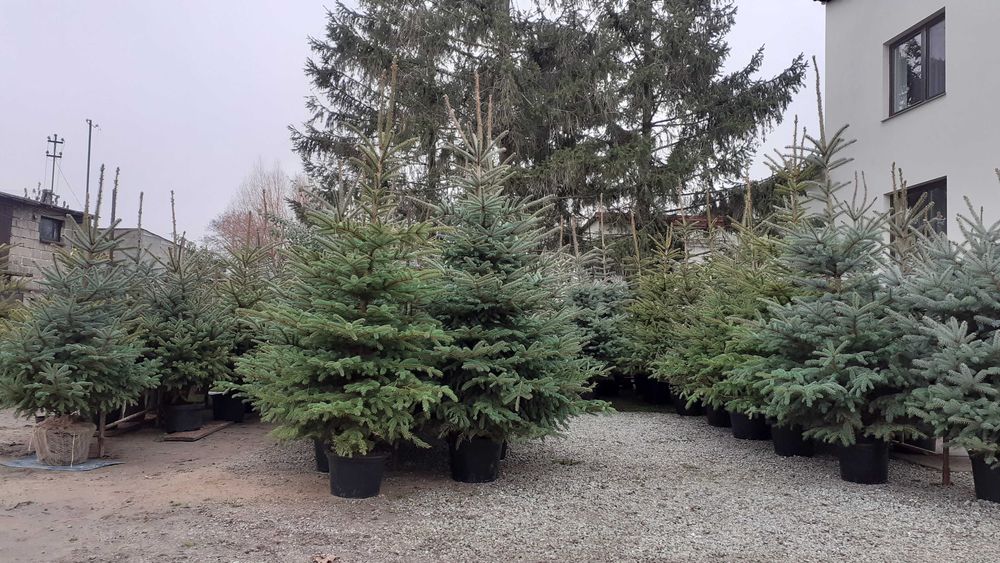 Choinki Bożonarodzeniowe w doniczkach i cięte