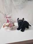 Yorkshire Terrier Suczka Czarna