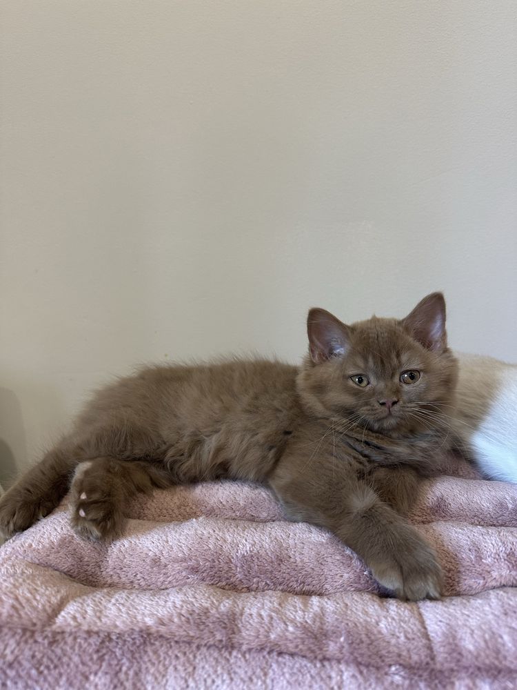 Fêmea British Longhair cinnamon com LOP