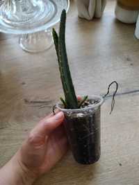 Stapelia w kubeczku