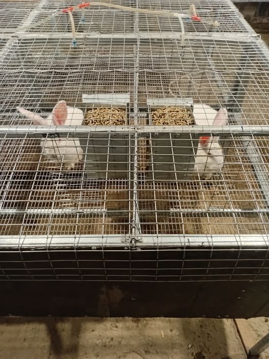 Кроли Панон, Колифорнийский