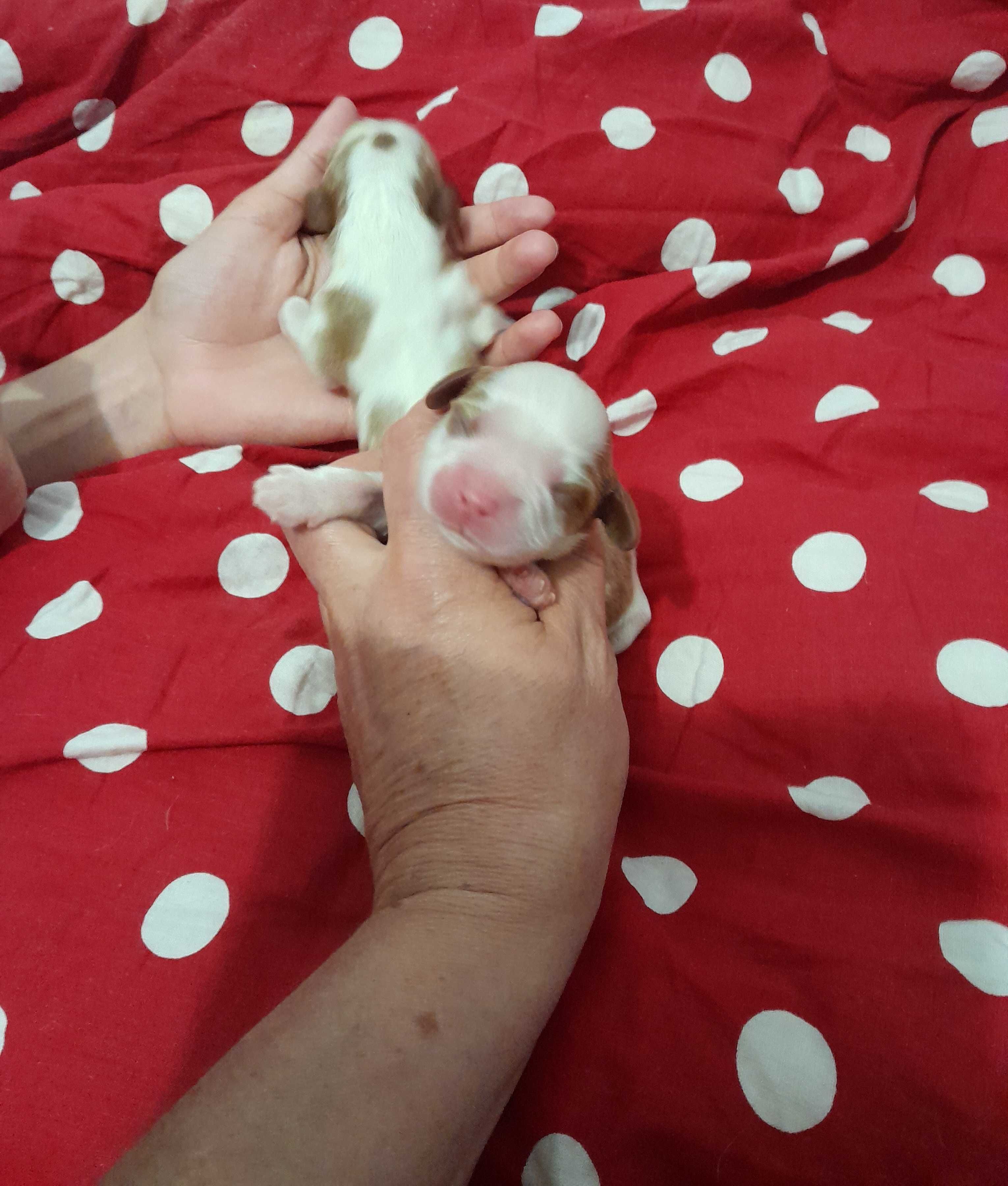 Cavalier King Charles Spaniel ZKwP FCI pies po przebadanych rodzicach