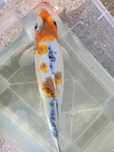 Carpas koi, peixes
