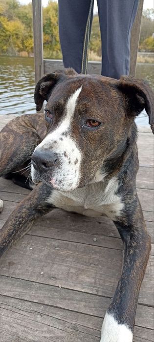 Зевс шукає родину , стаффорд /метис