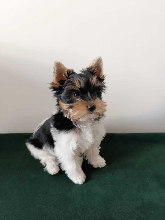 Słodki szczeniak Yorkshire Biewer Terrier