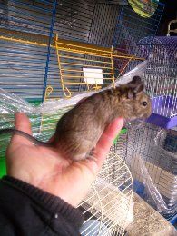 Домашні декоративні миші