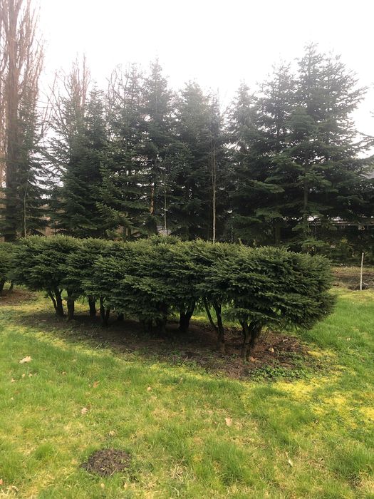 Świerk, Świerk gniazdkowy, Świerk karłowy, Bonsai