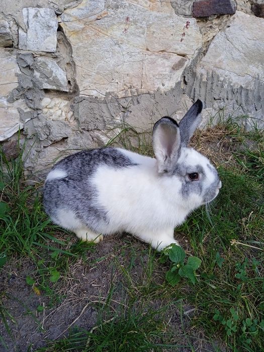 Królik samica wiek 8 miesiący
