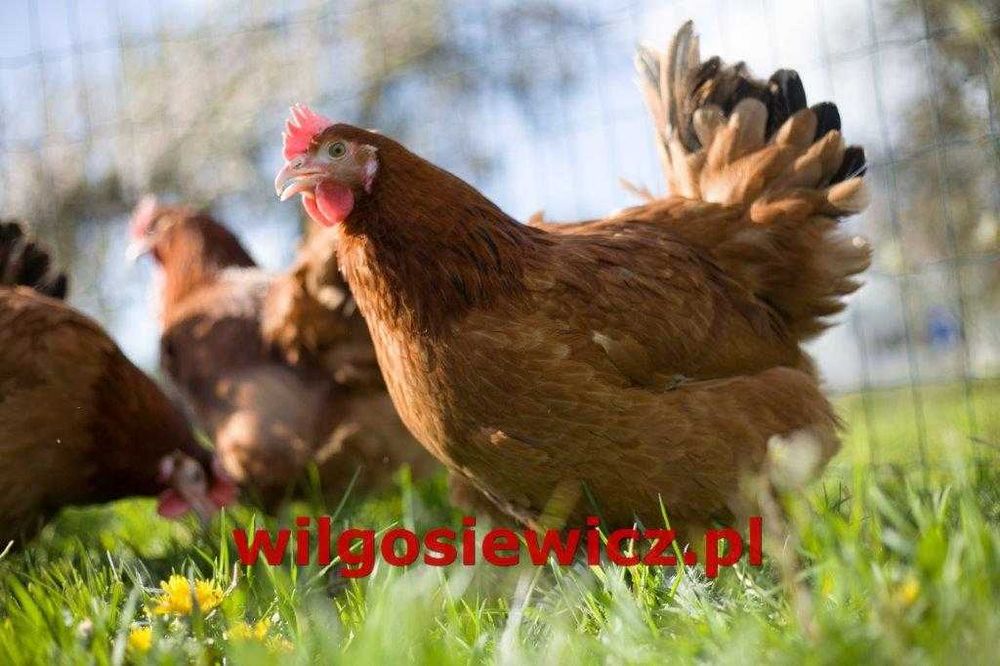 Kurka Kokoszka Nioska ROSA
