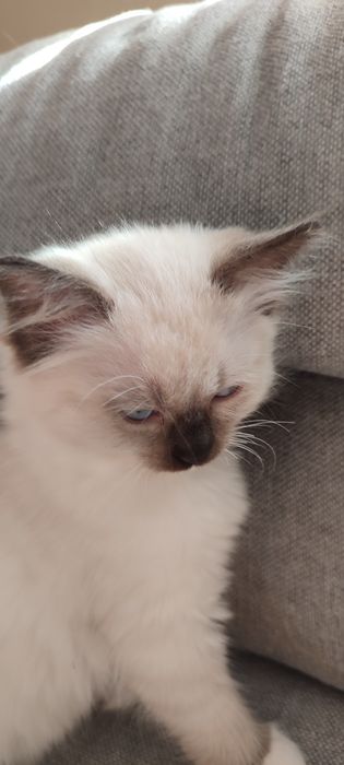 Ragdoll kotek rodowód miedzynarodowy TICA