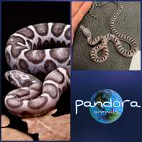 Змія маїсовий полоз Pantherophis guttatus ручна Великий вибір