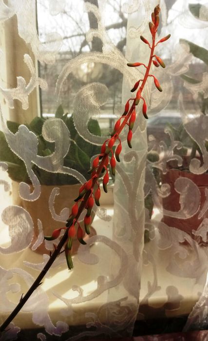 Гастерия бородавчатая (Gasteria verrucosa)
