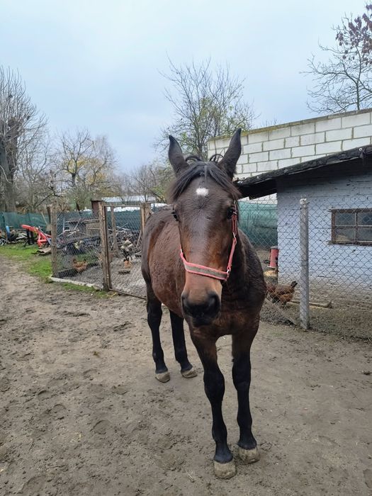 Źróbka na sprzedaż