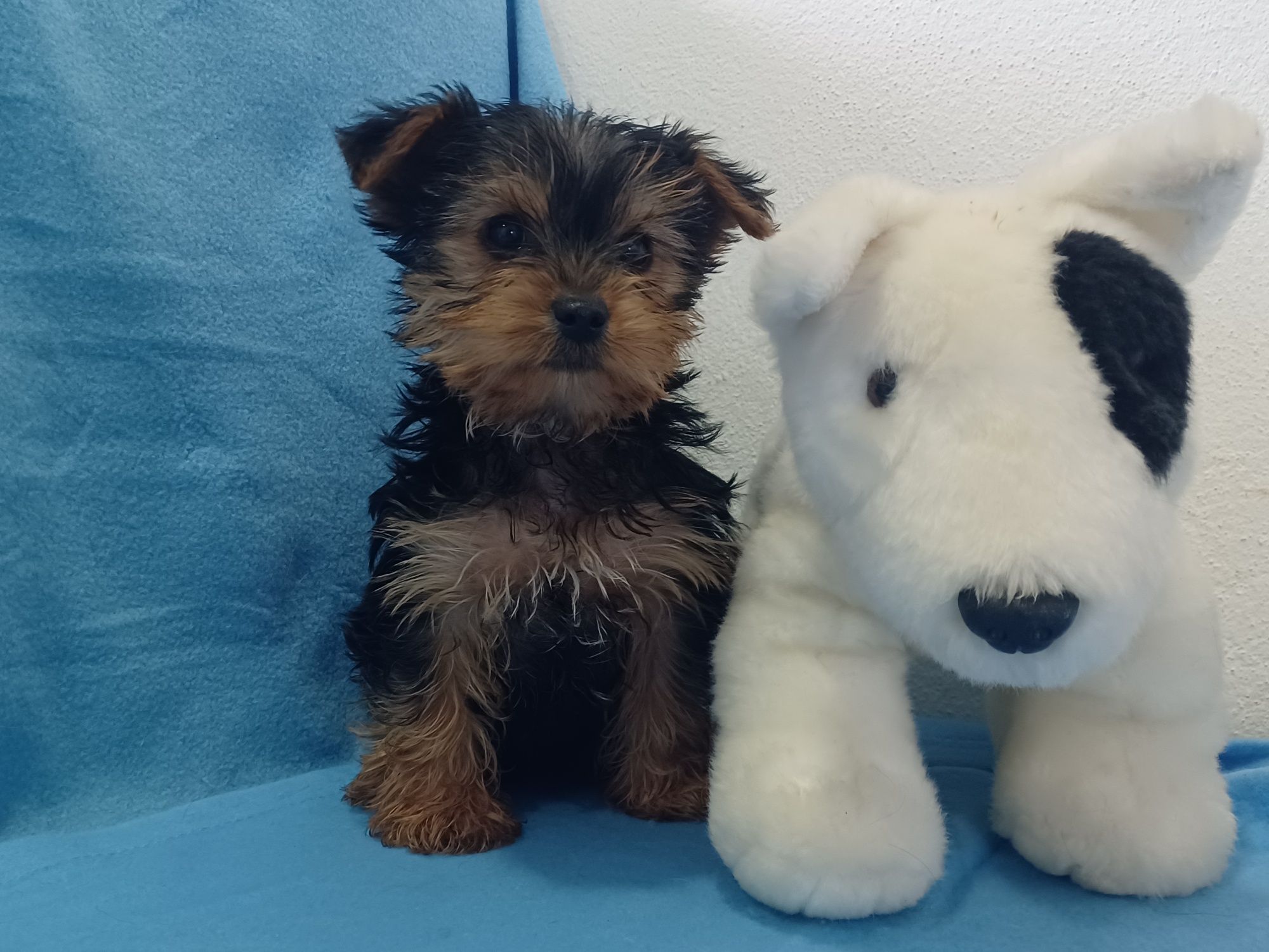 Magnífico Cachorro Yorkshire Terrier Bebé