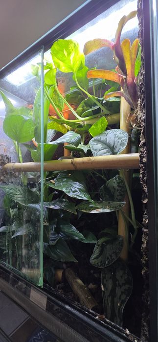 Terrarium tropikalne 40x40x60