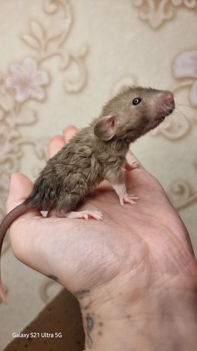 Крыса рекс шоколад девочка