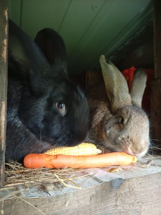 Sprzedam młode króliki