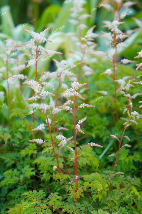 Parzydło blekolistne Miniaturka (Aruncus aethusifolius) Doniczka 1.0L